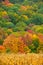 Autumn colors behind a field of ripe corn ready for harvest in a