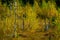 Autumn colors birch trees in the swamp forest, Dubrava marsh reserve Lithuania, pristine nature