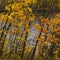 Autumn colors on bushes beside lake