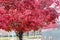 Autumn colors of Callery pear, Pyrus calleryana Golden Blaze