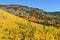 Autumn Colors of Colorado Rockies