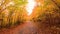 Autumn colors. Colorful fall leaves on forest path.