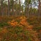 Autumn colors in the forest