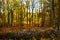 Autumn Colors on Forest Border, withered wild flowers and ferns