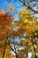 Autumn colors glow bright against a blue sky