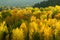 Autumn Colors, Grand Teton National Park, Wyoming