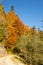 Autumn Colors - Lush Foliage - Forest