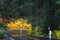 Autumn Colors on McKenzie Pass-Santiam Pass Scenic Byway