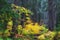 Autumn Colors on McKenzie Pass-Santiam Pass Scenic Byway