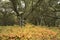 Autumn colors in a midwest oak forest.