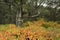 Autumn colors in a midwest oak forest.