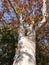 Autumn colors. An old plane tree ( Platanus ) in the park. View of the tree, branches and canopy. Sky in the background