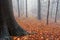 Autumn colors in an orange forest with fog between