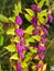 Autumn colors of Purple Beautyberry shrub