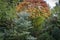 Autumn colors and shades of the leaves of Rhus typhina in evergreen garden. Red, orange, yellow and green leaves on the branches o