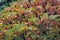 Autumn colors and shades on the leaves of Rhus typhina Staghorn sumac, Anacardiaceae. Red, orange, yellow and green leaves on th