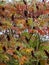 Autumn colors and shades on the leaves of Rhus typhina Staghorn sumac, Anacardiaceae. Red, orange, yellow and green leaves on th