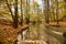 Autumn colors in a slowly flowing creek 2