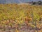 Autumn colors in Spanish Vineyard