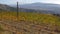 Autumn colors in Spanish vineyard