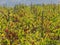 Autumn colors in Spanish vineyard