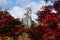 Autumn colors in the Stone Forest landscape in Yunnan, China