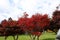 Autumn colors in the Stone Forest landscape in Yunnan, China