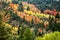 Autumn colors on tree leaves in the mountains.