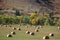 Autumn colors in trees with field of round hay bales