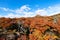 Autumn colors of vegetation around the Laguna Capri, National Park of Los Glaciares, Argentina