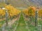 Autumn colors vineyard rows New Zealand