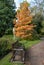 Autumn colour in the Botanical Gardens at Royal Victoria Park, Bath Somerset UK. Bench in foreground.