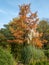 Autumn colour in the Botanical Gardens at Royal Victoria Park, Bath Somerset UK. Deciduous conifer tree turns colour.