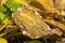 Autumn colour of a hosta leaf