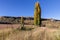 Autumn colour poplar trees lining the side of dirt at a old gate in long grass