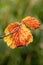 Autumn colour of a witch hazel Hamamelis x Intermedia leaf