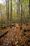 Autumn-Coloured Hiking Trail through the Woods