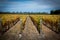 Autumn coloured lines of vines at a vineyard