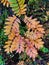 Autumn coloured Rowan leaves abstract background vertical