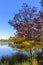 Autumn coloured tree at the water