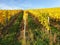 Autumn coloured vines in vineyard in Germany