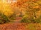 Autumn colours at Barlow Common, North Yorkshire, England