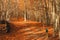 Autumn colours: beautiful landscape with brown leaves on the floor and some trees in the forest. Parc Natural del Montseny, Catalo