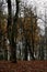 Autumn colours in the forest, falled leaves