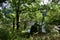 Autumn colours in the forest. Oaks, river and exuberant vegetation. Trees and ferns. Galicia, Spain.