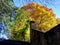 Autumn colours Nature  bridge with autum trees  villa como Italy