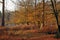 Autumn colours of the New Forest