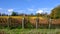 Autumn colours on the vines of the vineyard at Hambledon, Hampshire, UK