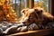 Autumn comfort a contented dog naps on the cozy windowsill