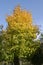 Autumn is coming. Maple tree is getting yellow